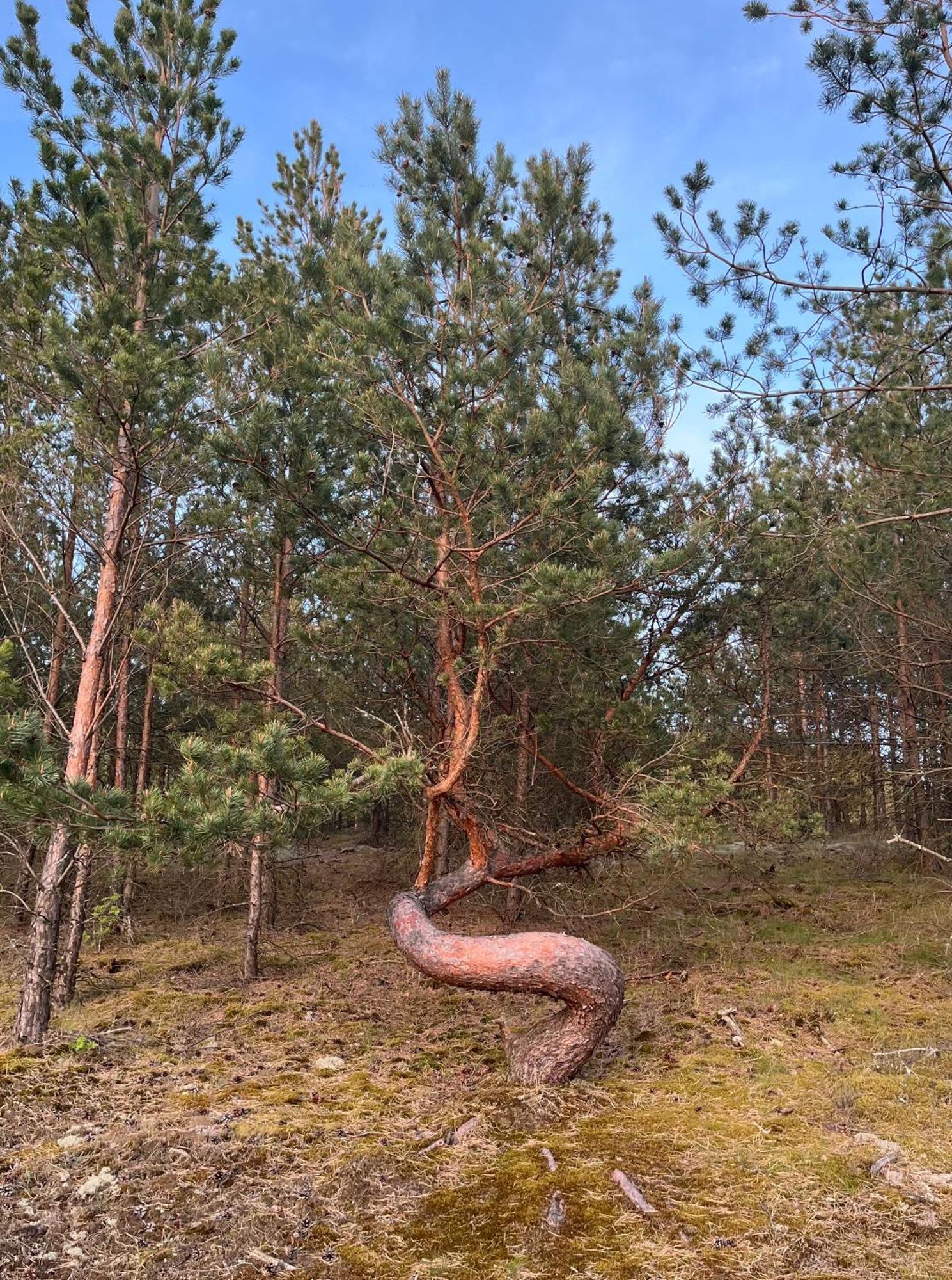 Vila May Juodkrantė Exteriér fotografie